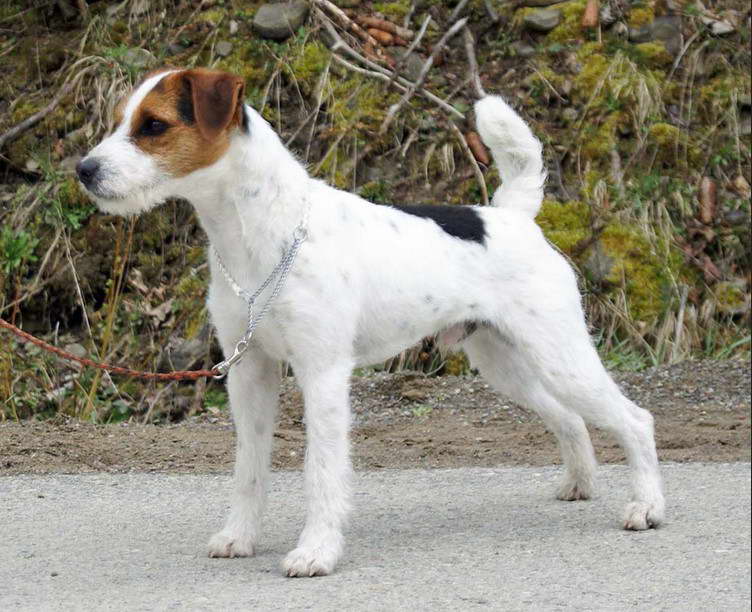 Jack Russell Terrier Broken Coat