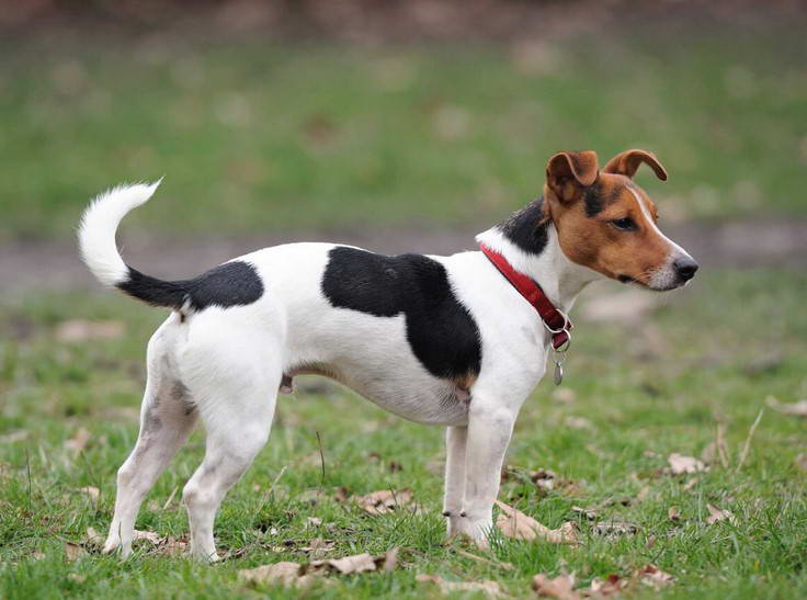 Jack Russell Terrier Colors