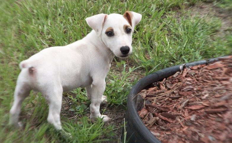 Jack Russell Terrier For Sale California