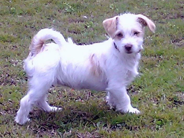 Jack Russell Terrier Maltese Mix