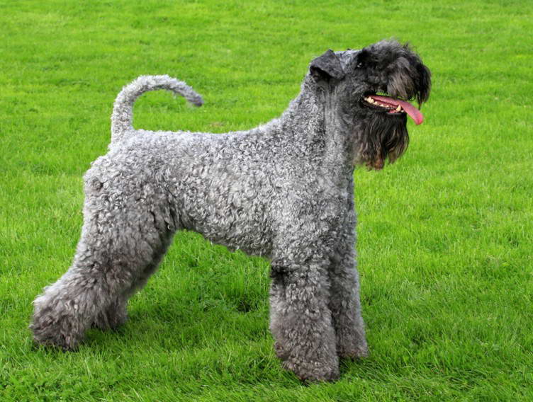 Kerry Blue Terrier Price