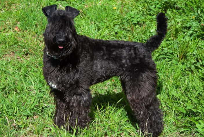 Kerry Blue Terrier Rescue