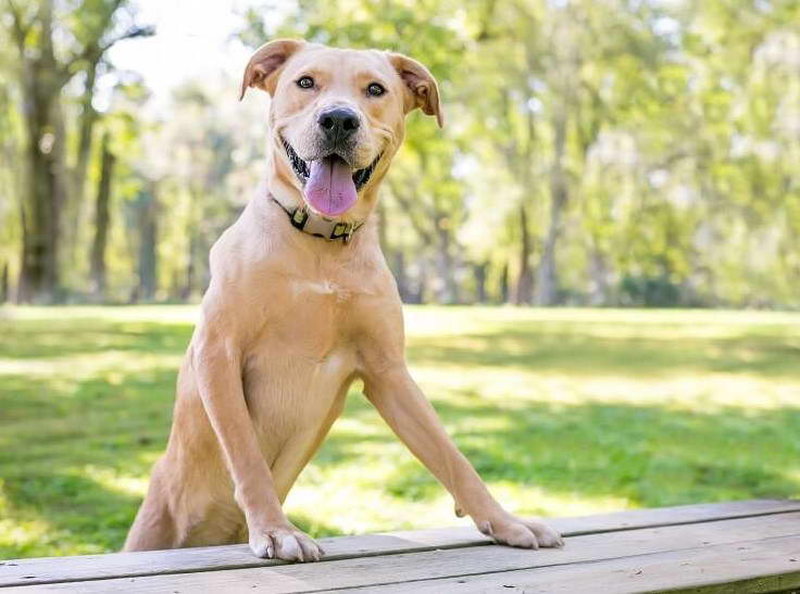 Labrador Retriever American Staffordshire Terrier Mix