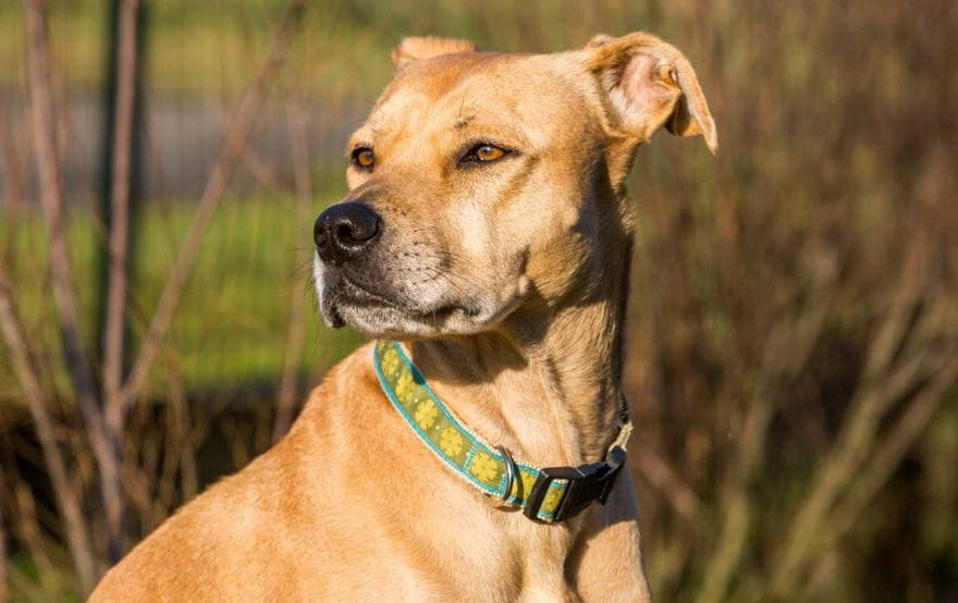 Labrador Retriever And Terrier Mix