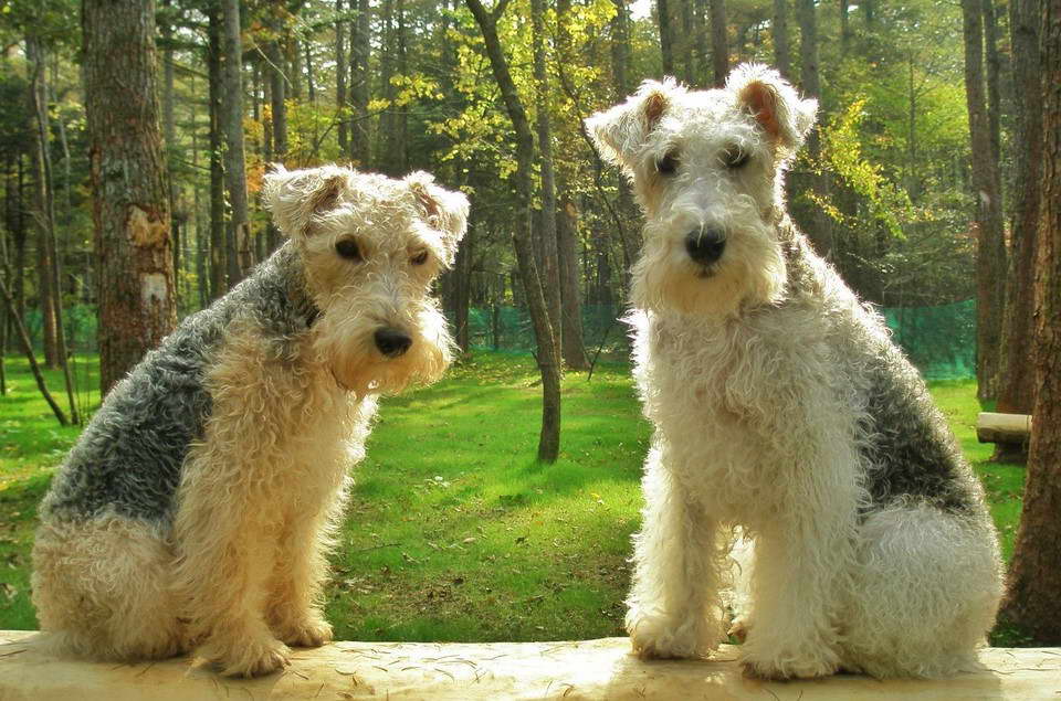 Lakeland Terrier For Sale