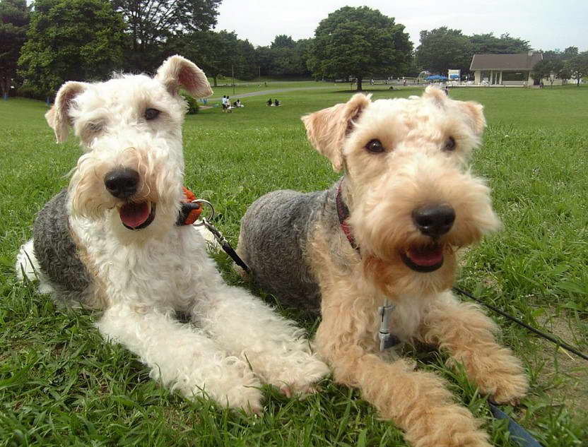 Lakeland Terrier Rescue