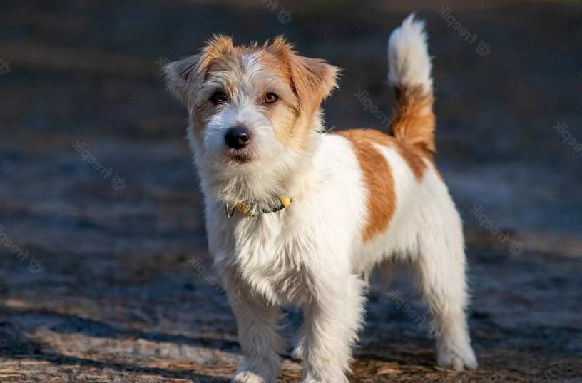 Long Haired Jack Russell Terrier Puppies For Sale