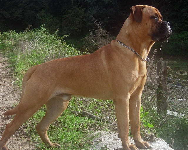 Mastiff Terrier Mix