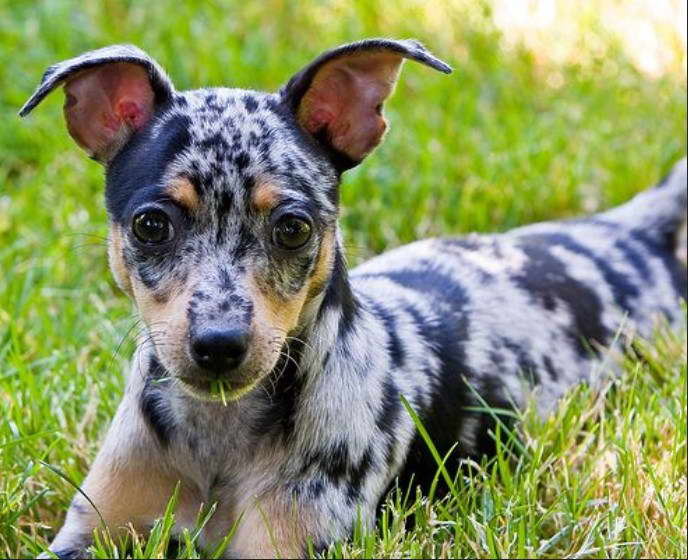 Merle Rat Terrier