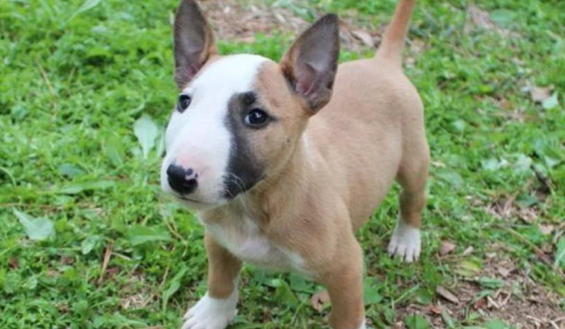 Mini Bull Terrier Breeders