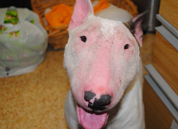 Mini Bull Terrier Rescue