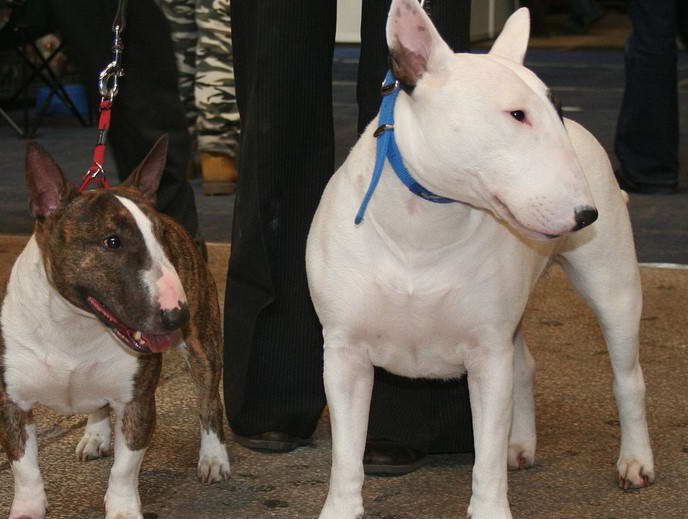 Mini Bull Terrier Vs Bull Terrier