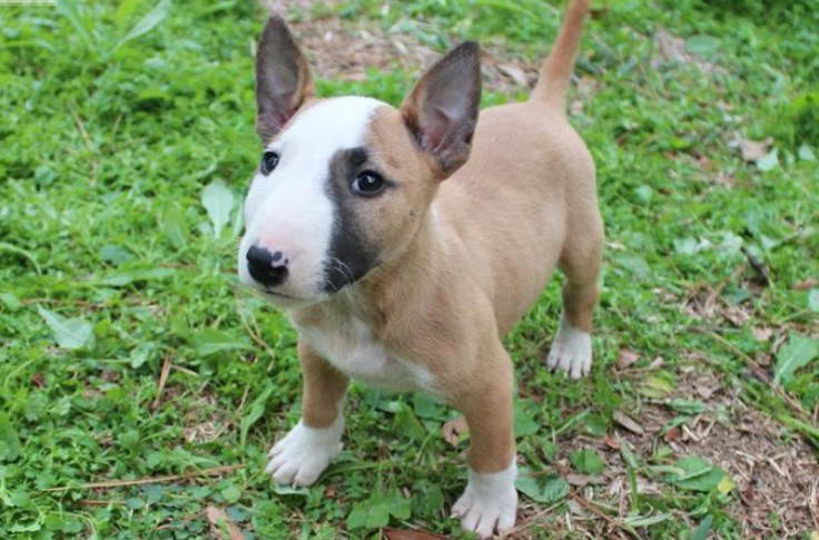 Mini English Bull Terrier