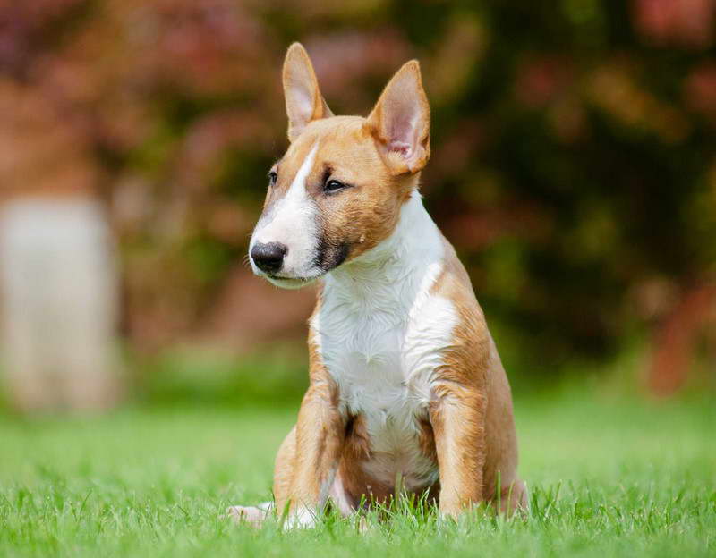 Miniature Bull Terrier Breeders