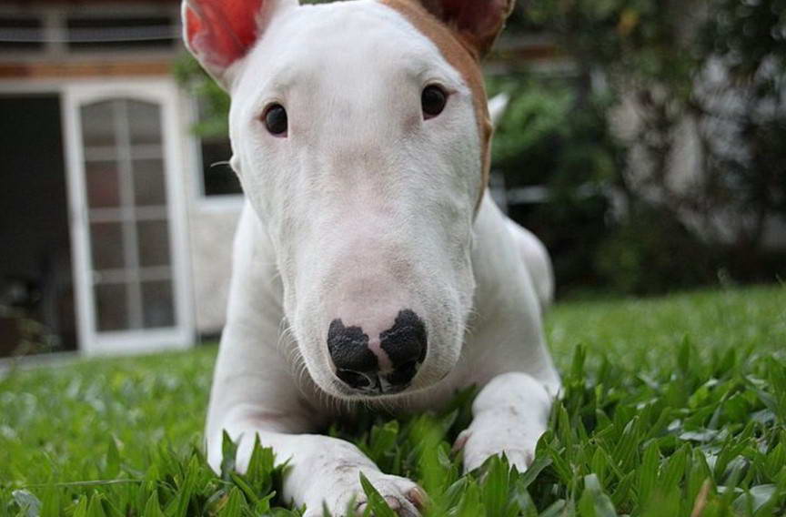 Miniature Bull Terrier Rescue