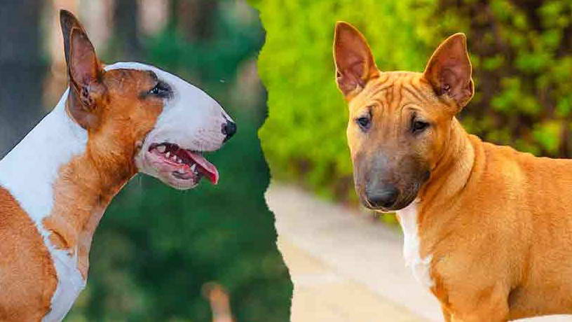 Miniature Bull Terrier vs Standard