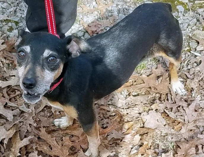 Miniature Pinscher Rat Terrier Mix