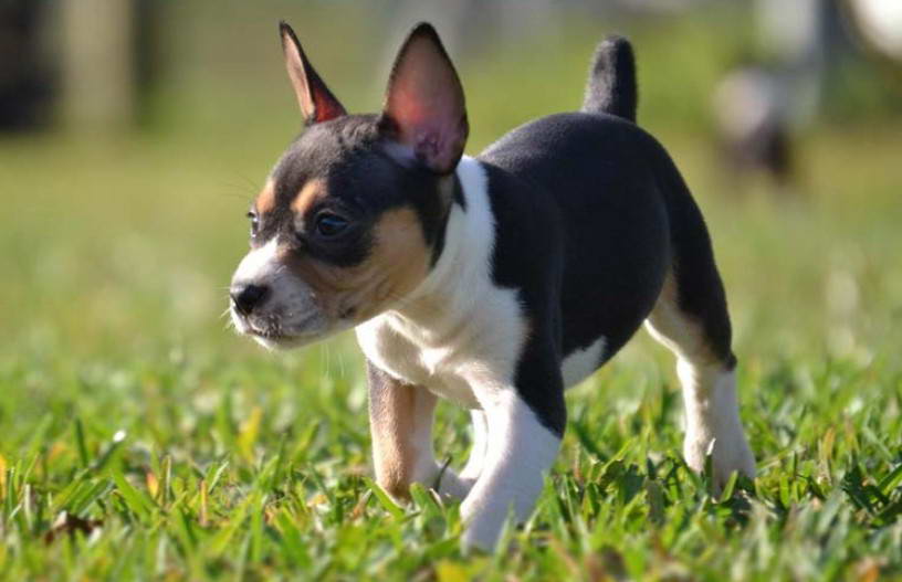 Miniature Rat Terrier Puppies For Sale