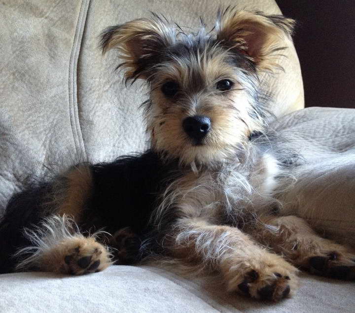 Miniature Schnauzer Terrier Mix