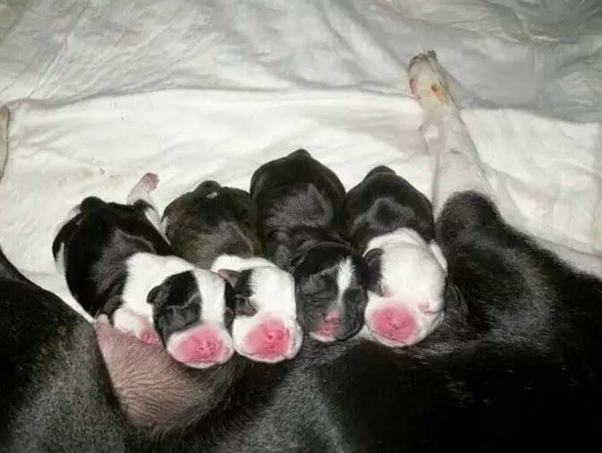 Newborn Boston Terrier