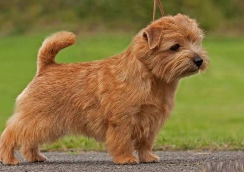 Norfolk Terrier Price