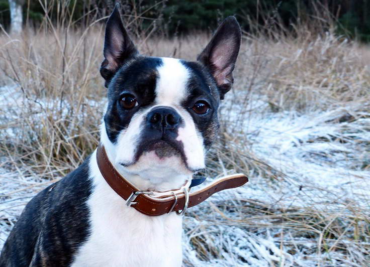 North Texas Boston Terrier Rescue