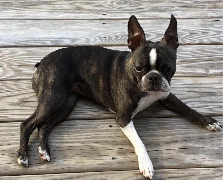 Northeast Boston Terrier Rescue