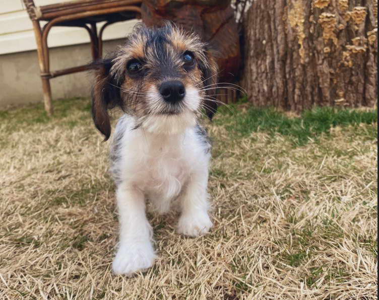 Northwest Farm Terrier