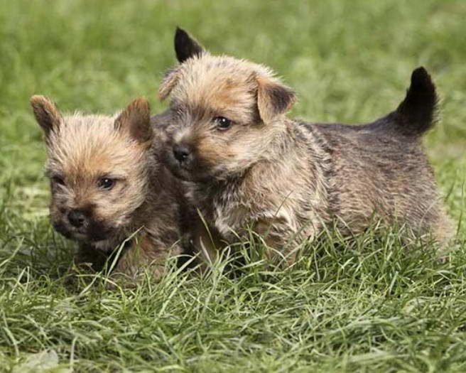 Norwich Terrier Hypoallergenic