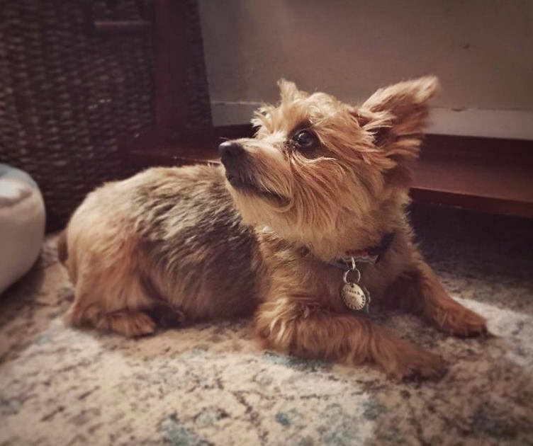 Norwich Terrier Mix