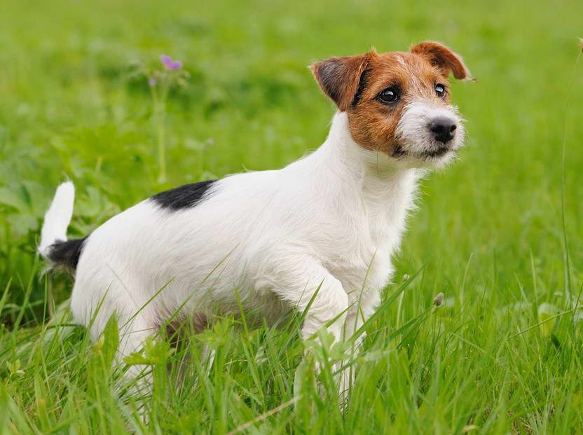 Parson Russell Terrier Rescue