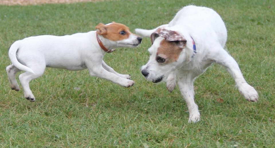 Parson Russell Terrier Vs Jack Russell