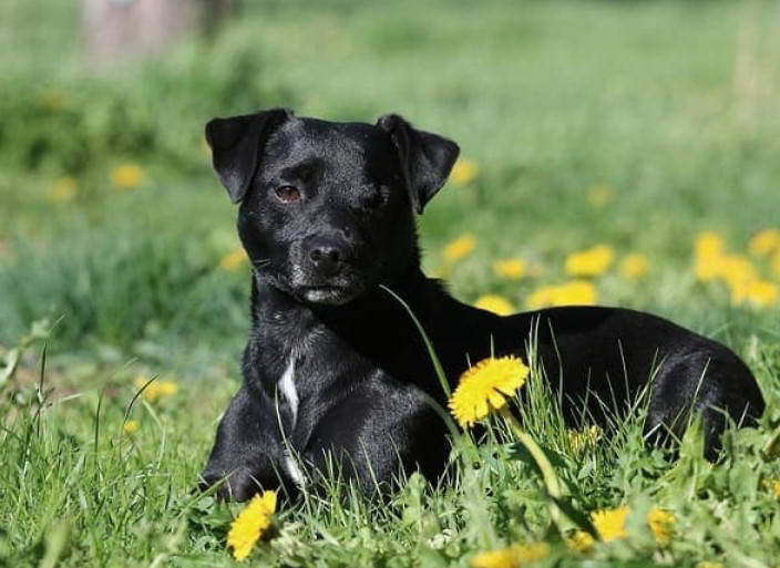 Patterdale Terrier Breeders