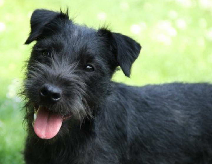 Patterdale Terrier Puppies For Sale