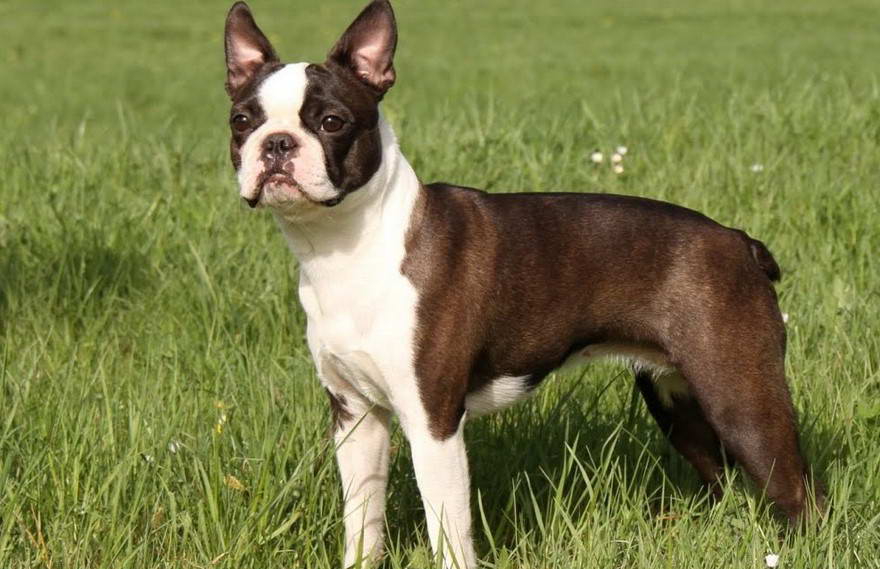 Perro Boston Terrier