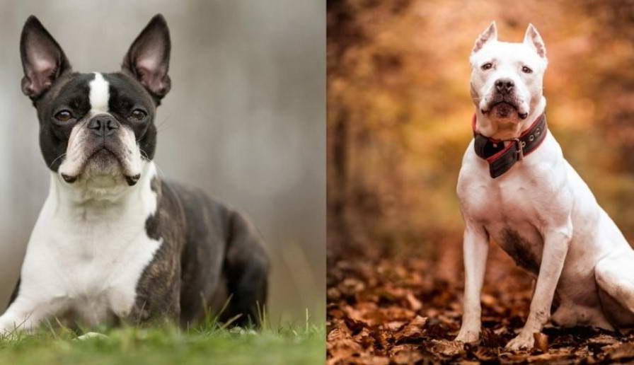 Pit Bull Boston Terrier Mix