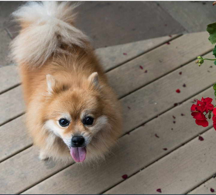 Pomeranian And Terrier Mix