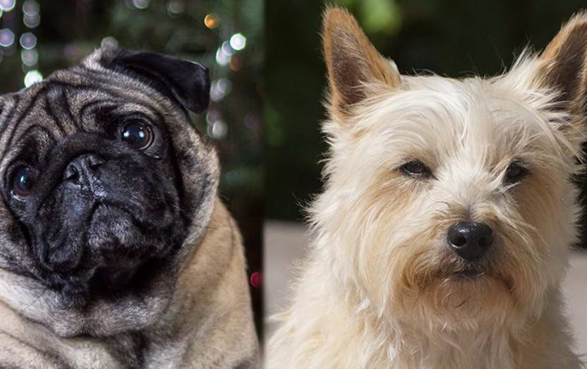 Pug and Terrier Mix