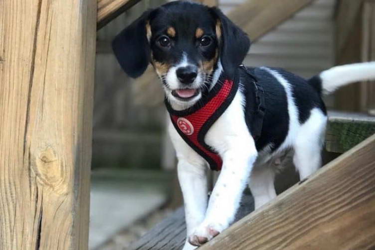 Rat Terrier And Beagle Mix