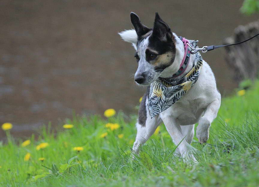 Rat Terrier Cattle Dog Mix