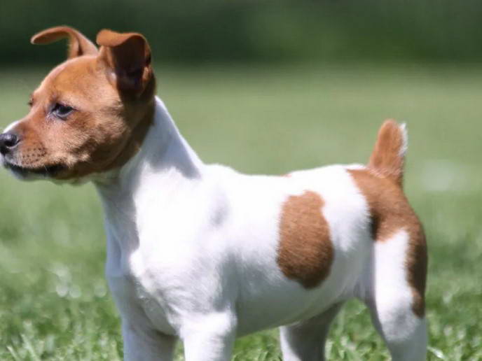 Rat Terrier For Sale Craigslist