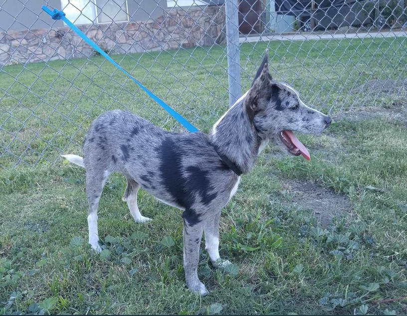 Rat Terrier Heeler Mix