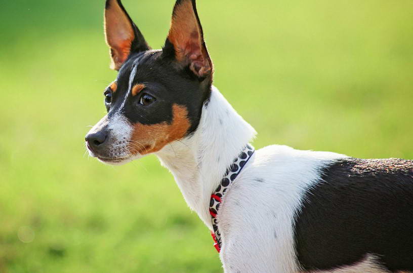 Rat Terrier Hypoallergenic