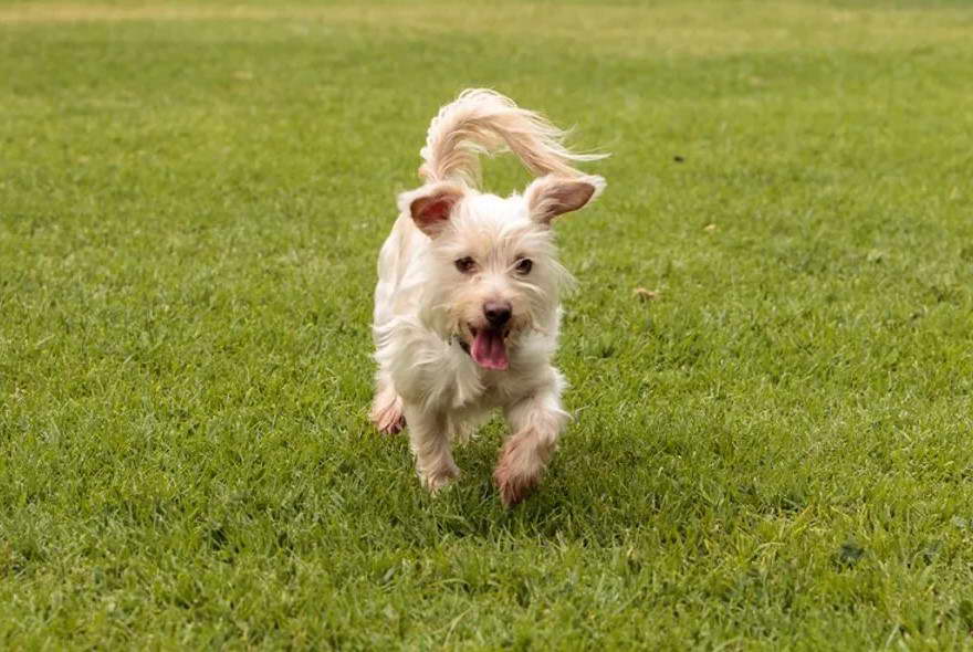 Rat Terrier Maltese Mix