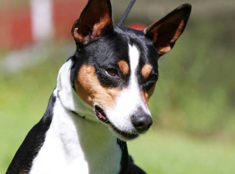 Rat Terrier Pics