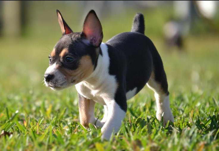 Rat Terrier Puppies Craigslist