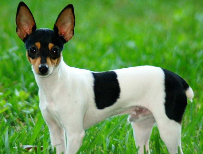 Rat Terrier Toy Fox Terrier