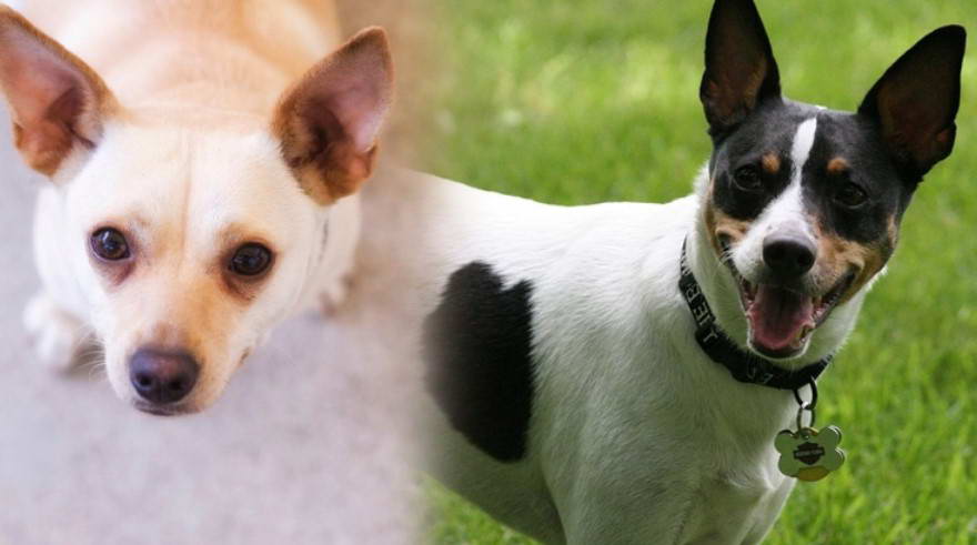 Rat Terrier vs Fox Terrier