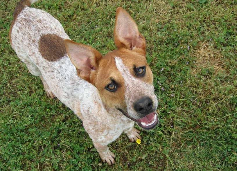 Red Heeler Terrier Mix