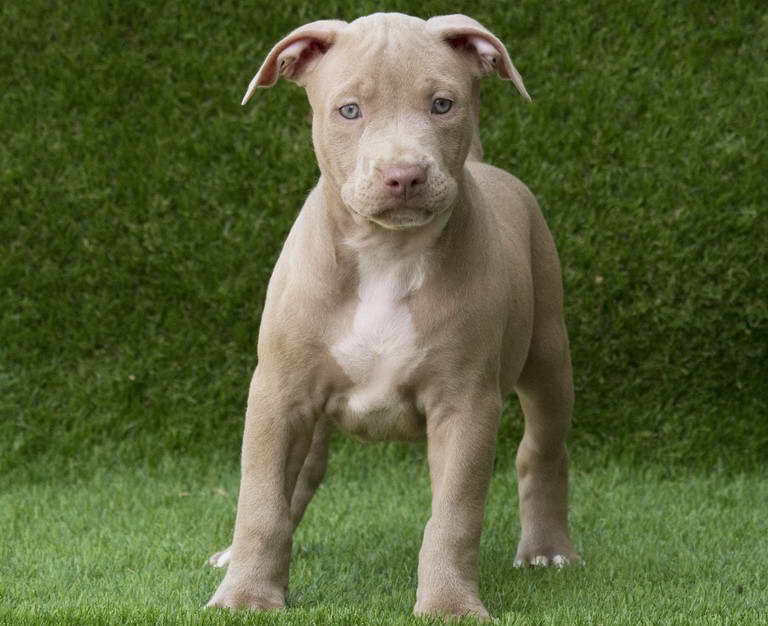 Red Nose Staffordshire Terrier